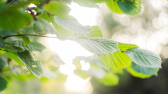 Close up of tree branch and leaves