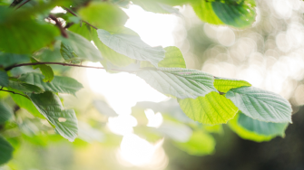  Close up of tree branch and leaves