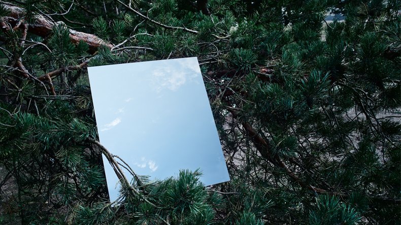 A mirror on the conifers