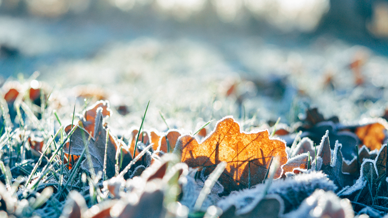 Frosty leaves