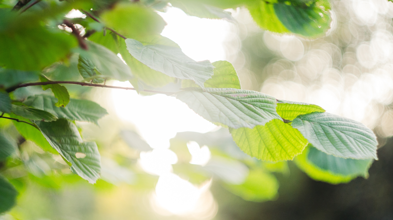  Close up of tree branch and leaves